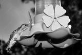 preview bw