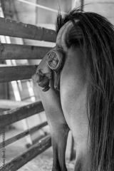 preview bw