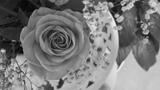 preview bw