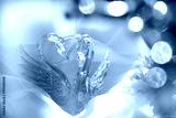 preview cold
