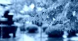 preview cold
