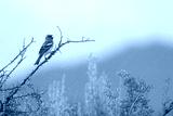 preview cold