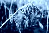 preview cold