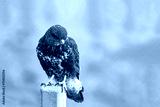 preview cold