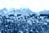 preview cold