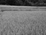 preview bw