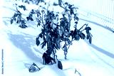 preview cold