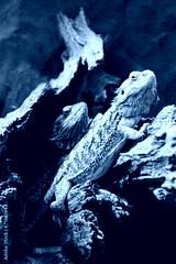 preview cold