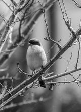 preview bw