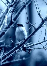 preview cold