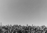 preview bw
