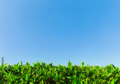 image to crop