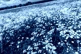 preview cold