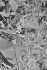 preview bw