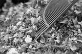 preview bw