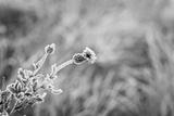 preview bw