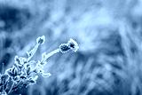 preview cold