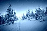 preview cold