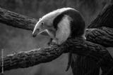 preview bw