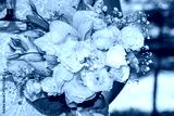 preview cold