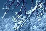 preview cold