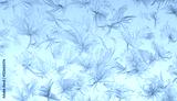 preview cold