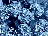 preview cold