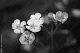 preview bw