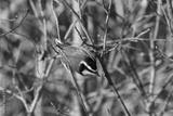preview bw