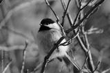 preview bw