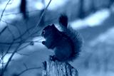 preview cold