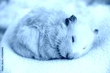 preview cold