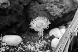 preview bw