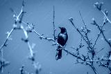 preview cold