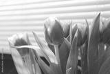 preview bw