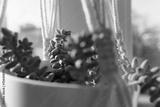 preview bw
