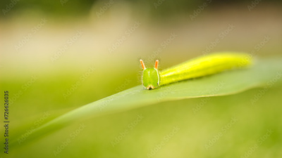 image to crop