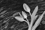 preview bw