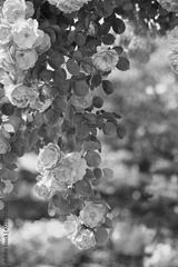 preview bw