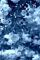 preview cold