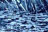 preview cold