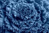 preview cold
