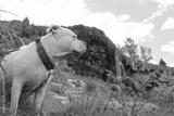 preview bw