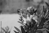 preview bw