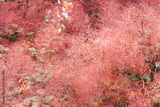 preview original