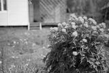 preview bw