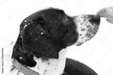 preview bw