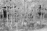preview bw
