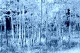 preview cold