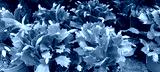 preview cold
